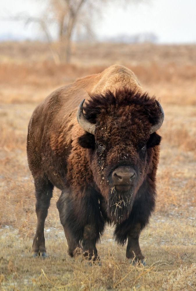 Bison at the Rocky Mountain Arsenal National Wildlife Refuge