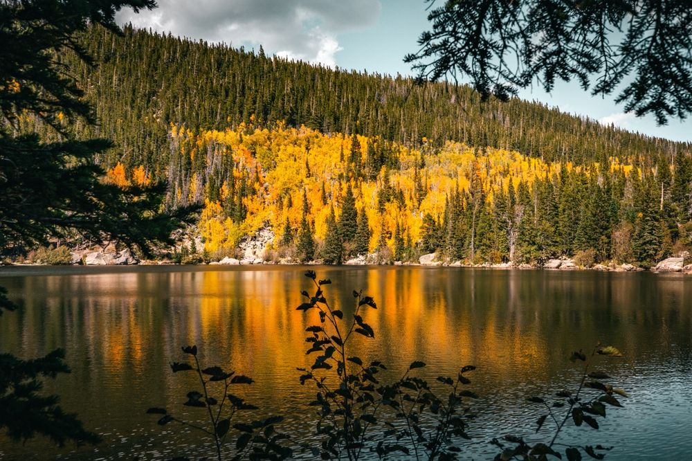 Golden trees at Rocky Mountain National Park, Colorado