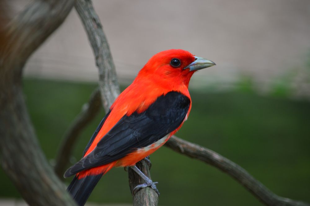 Pretty red bird at Rocky Ridge Park