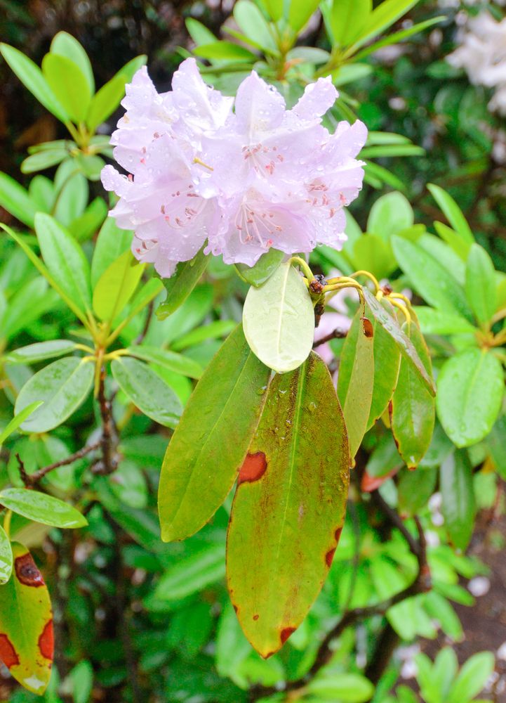Pretty pink flower at the Roger Williams National Memorial