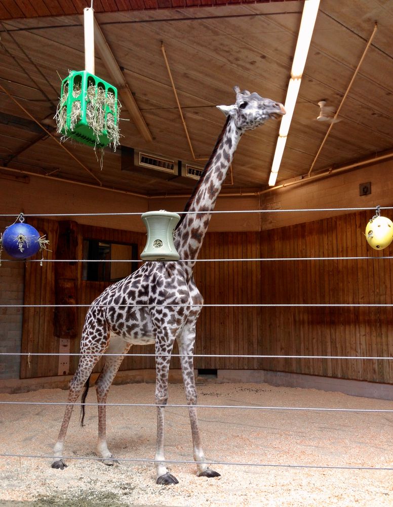 Giraffe at Roger Williams Park Zoo