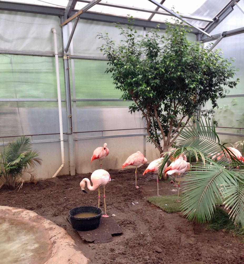 Flamingoes at Roger Williams Park Zoo