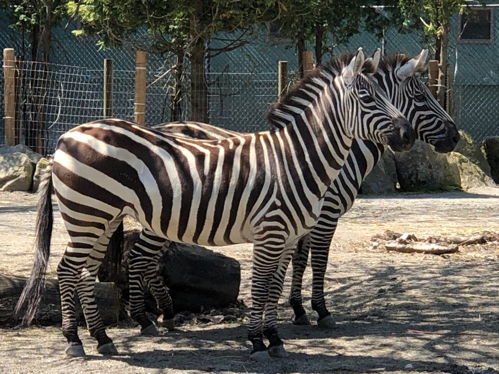Zebras at the Roger Williams Park Zoo