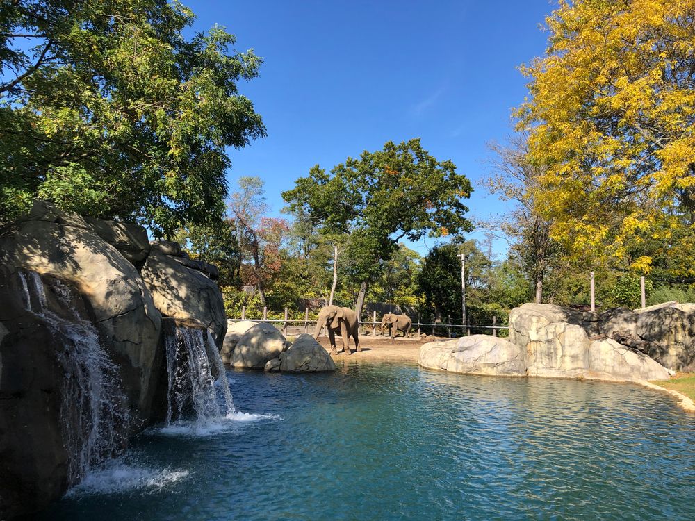 Elephants at Roger Williams Zoo