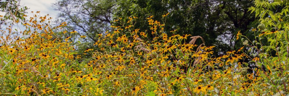 Gorgeous yellow flowers at Rollins Savanna Forest Preserve