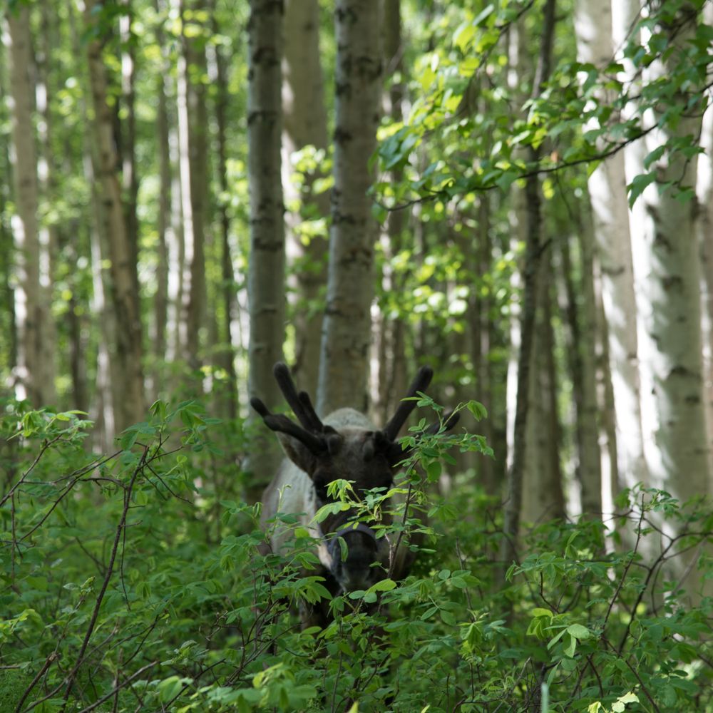 Reindeer in its natural habitat at Running Reindeer Ranch