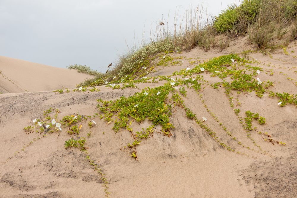 Flowers on the Andy Bowie County Park's sand dunes trail