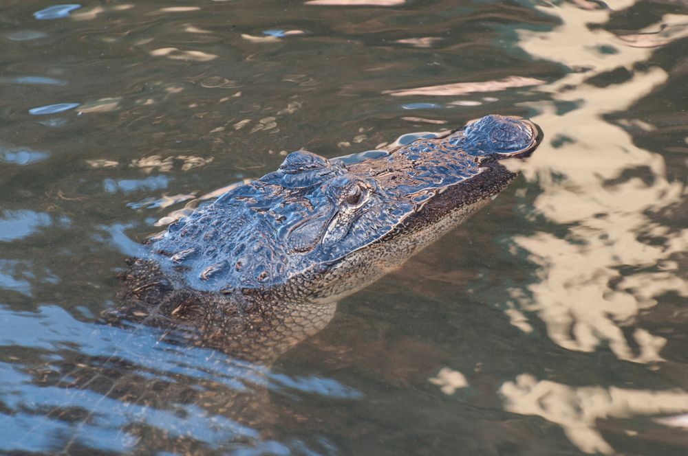 An alligator on the waters of South Padre Island Birding and Nature