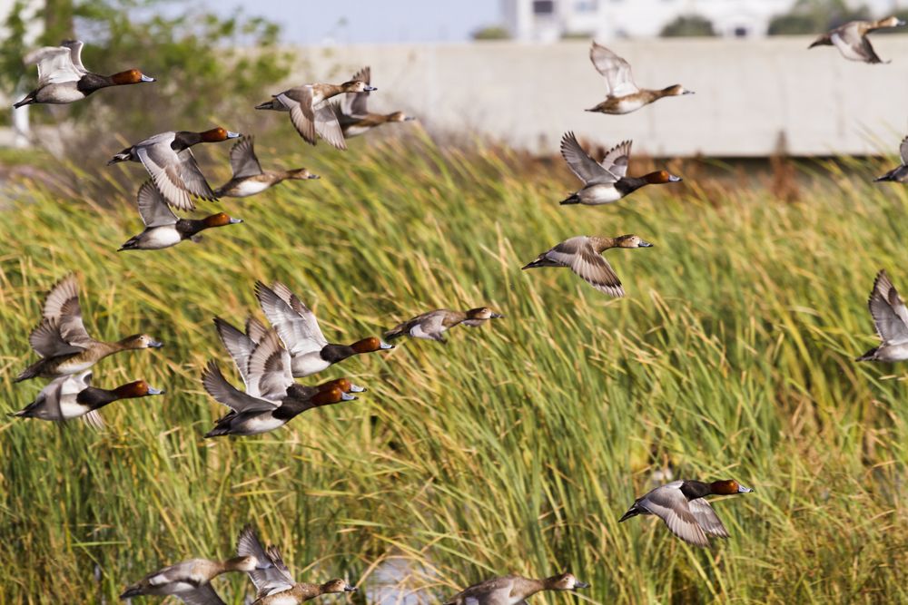 Redhead ducks flying at South Padre Island Birding and Nature