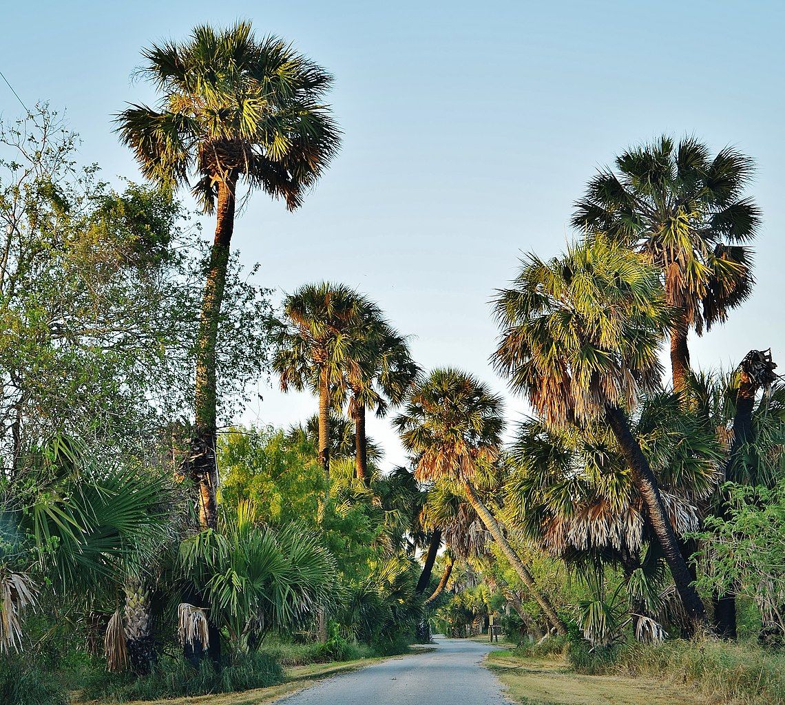 Tall palm trees at Sabal Palm Sanctuary