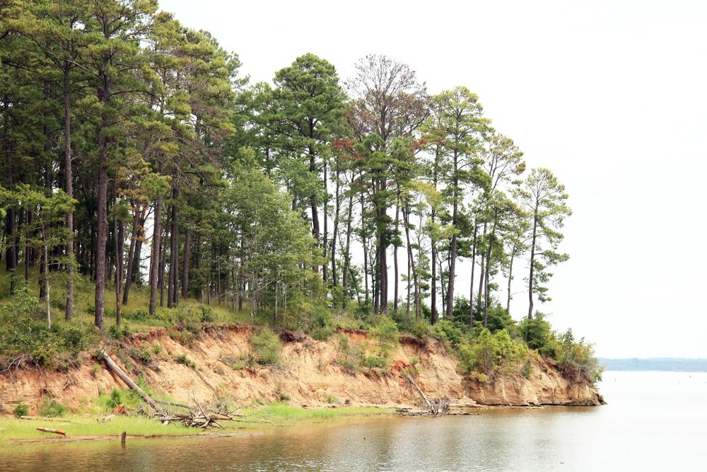 River bank of Sabine National Forest