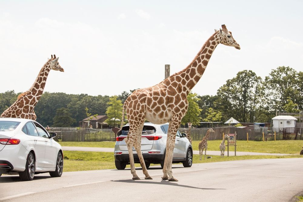 Giraffes at the Safari Off Road Adventure