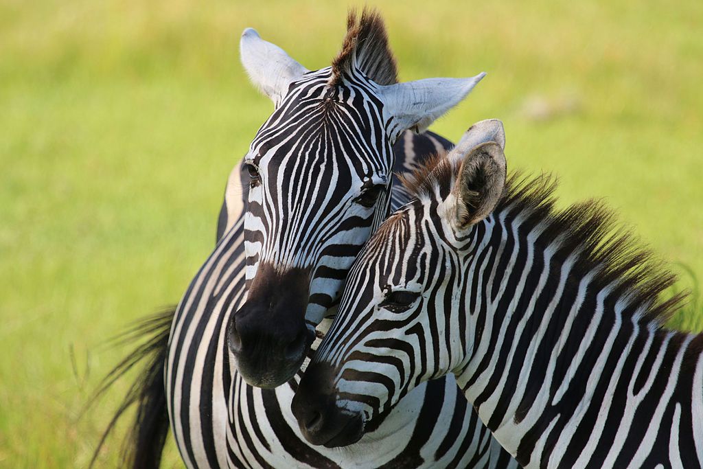 Zebras at Safari Wilderness in Lakeland