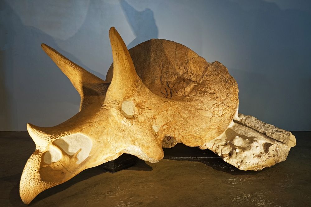 Skulls exhibited at Saint Louis Science Center