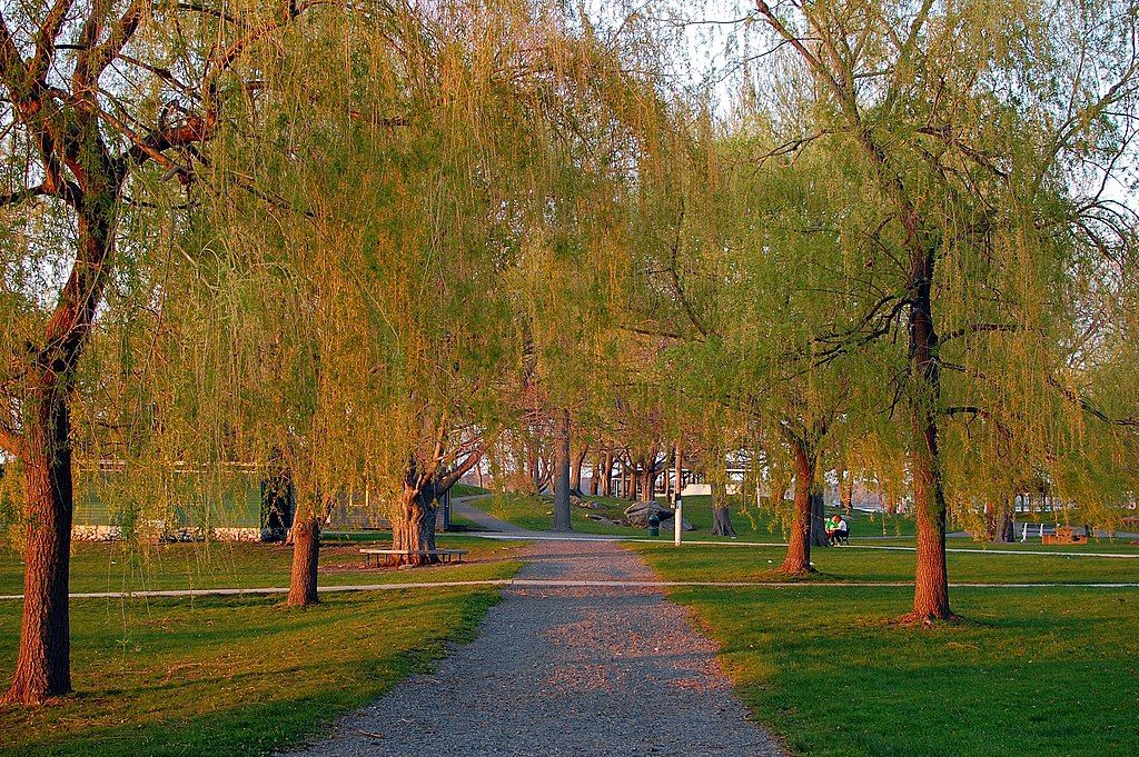 A narraw pathway with trees on both the sides at Salem Willows Park
