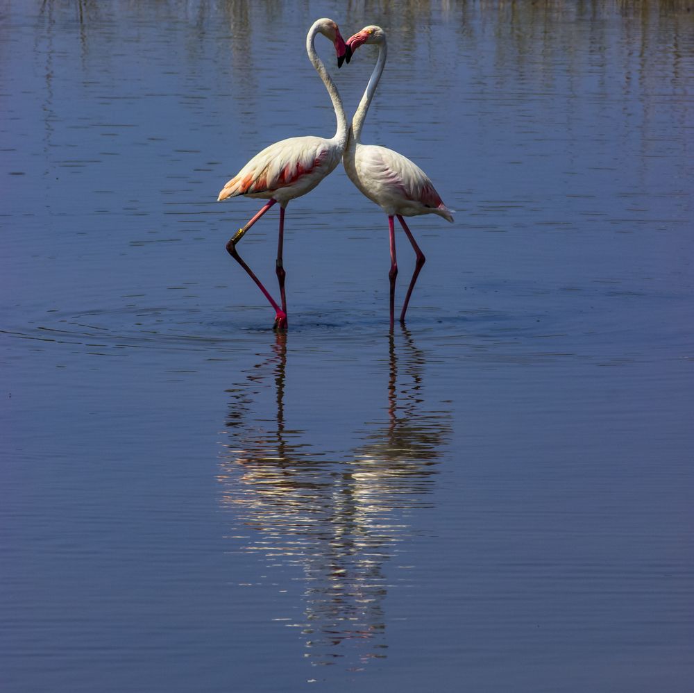 Flamingos at Saline di Priolo