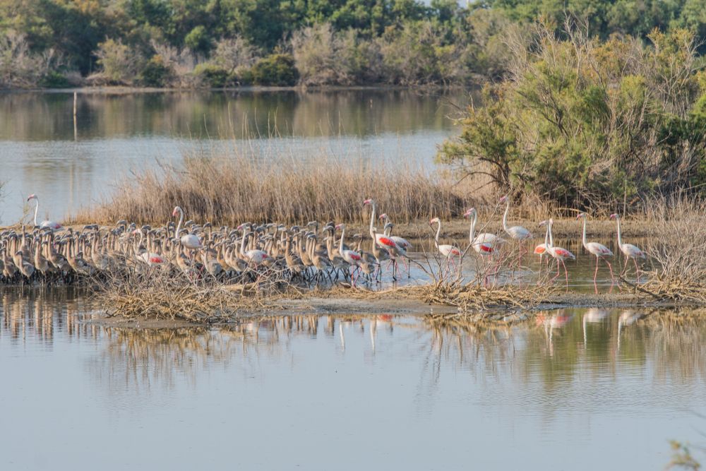 Flamboyance of flamingos at Saline di Priolo