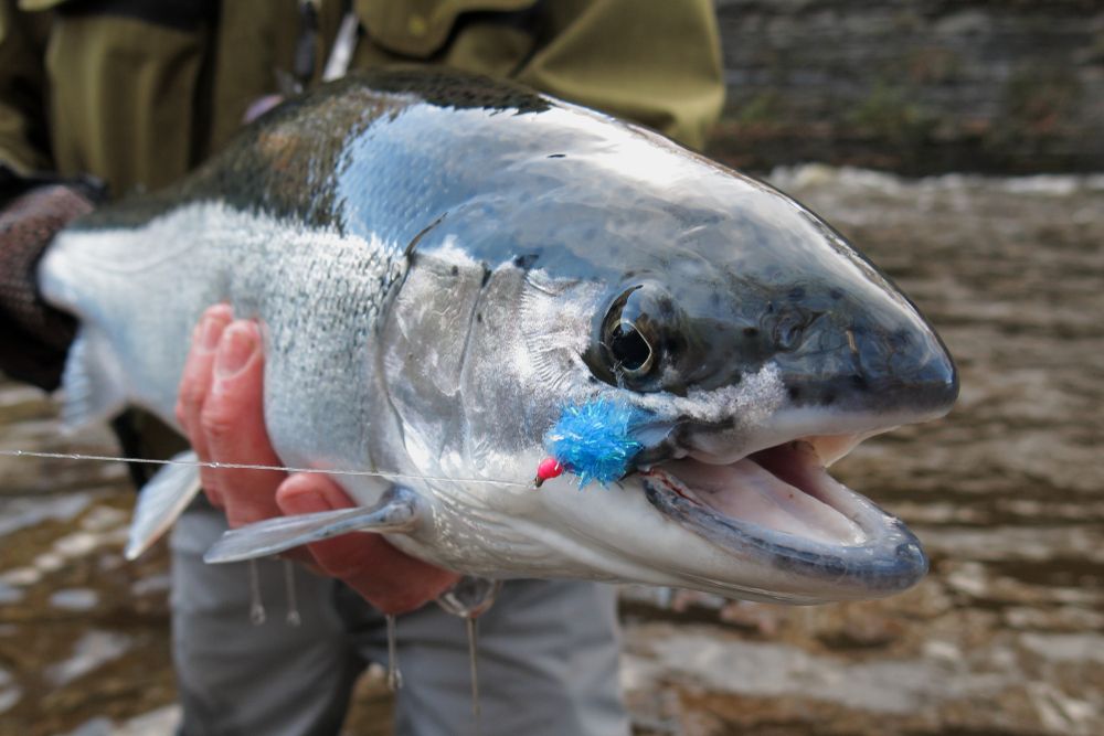 Huge fish caught in Salmon River