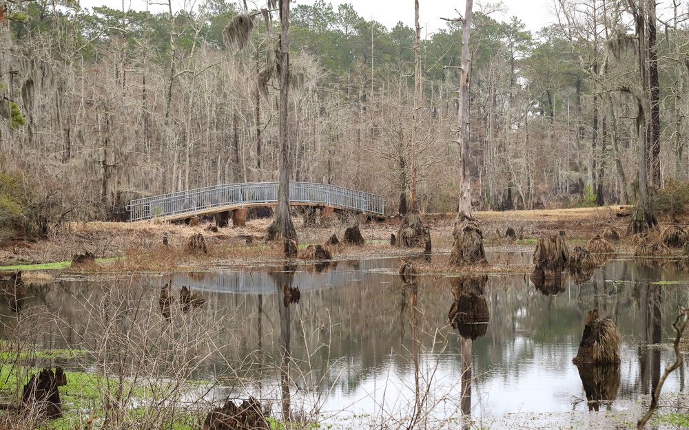 Daytime view of Sam Houston Jones State Park