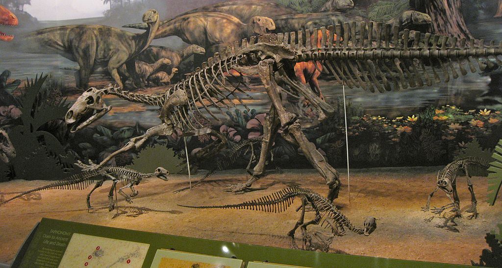 Skeleton of dinosours at Sam Noble Oklahoma Museum of Natural History