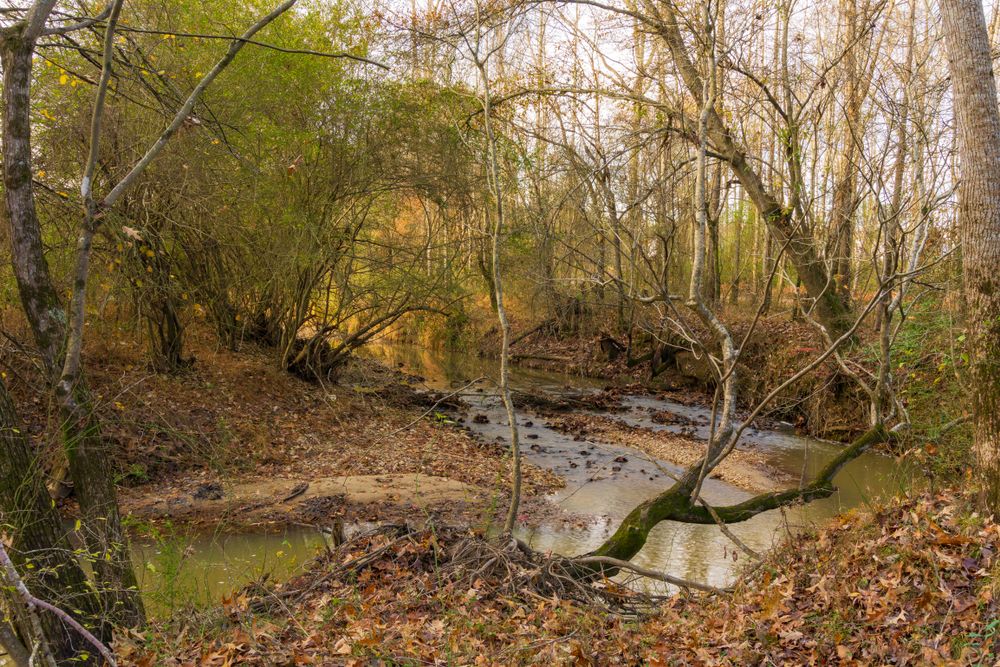 Stream running through Sam's Branch Greenway Trail