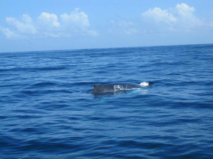 Humpback whale at Samaná Bay