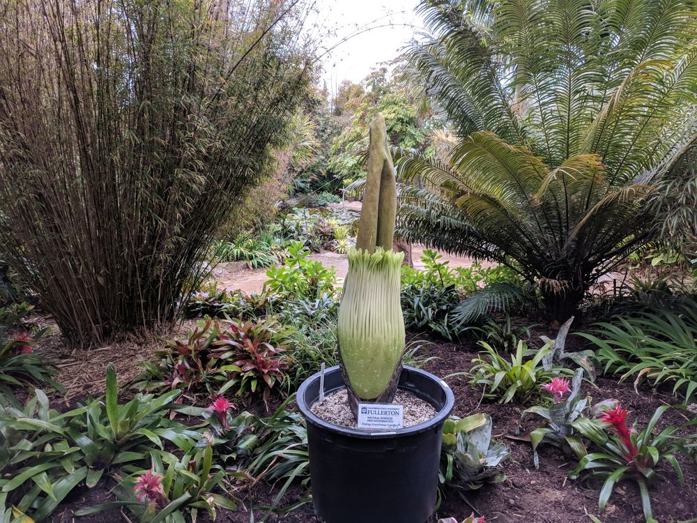 Flora at San Diego Botanic Garden
