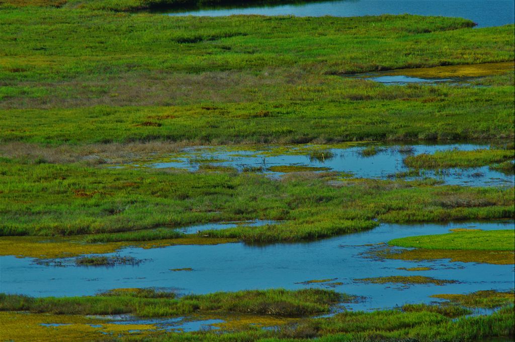 Marsh at San Elijo Lagoon Ecological Reserve