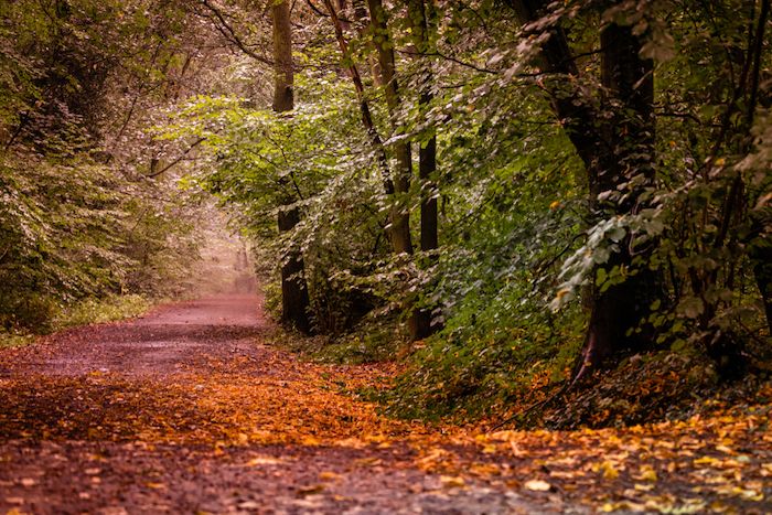 A trail at Sandall Beat Wood