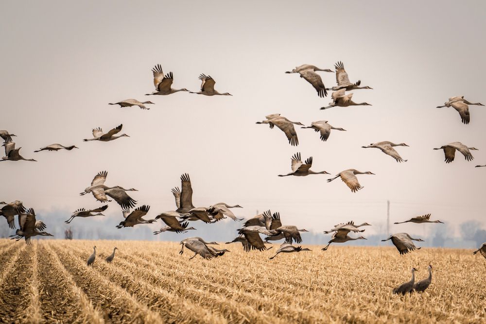 Sandhill Cranes in Kearney