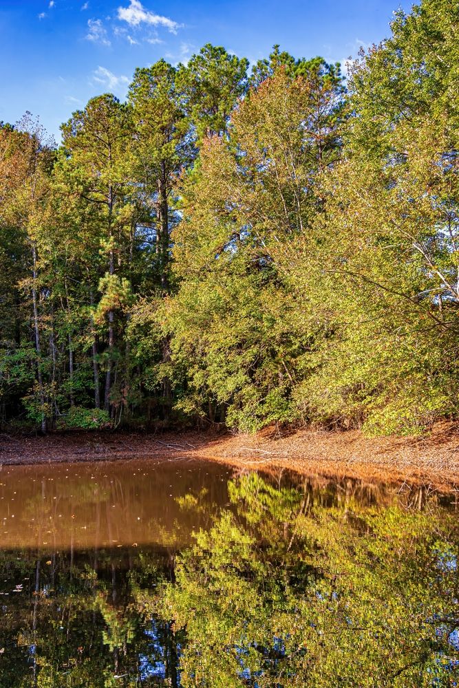 Reflection of the trees on the pond at Sandy Pines Preserve