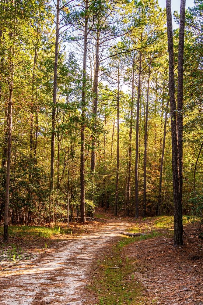 Nature trail at Sandy Pines Preserve