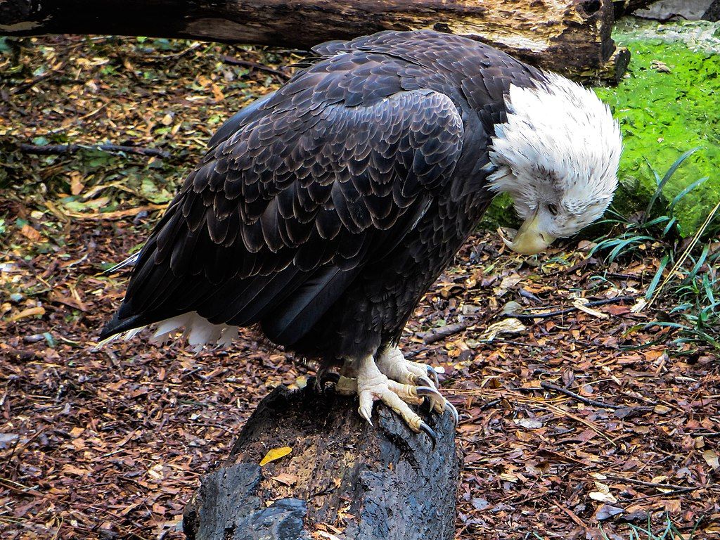 Close up of a bald eagle resting on a bark at Santa Fe College Teaching Zoo