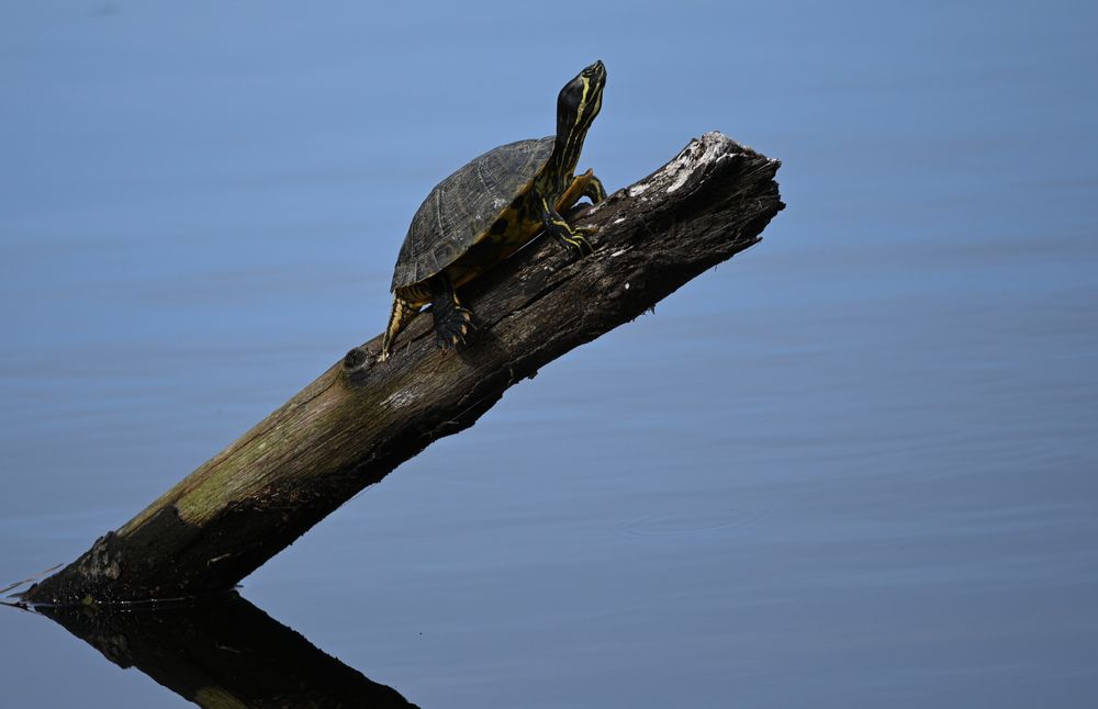 A turtle climbing up on a log submerged in water at Santee State Park