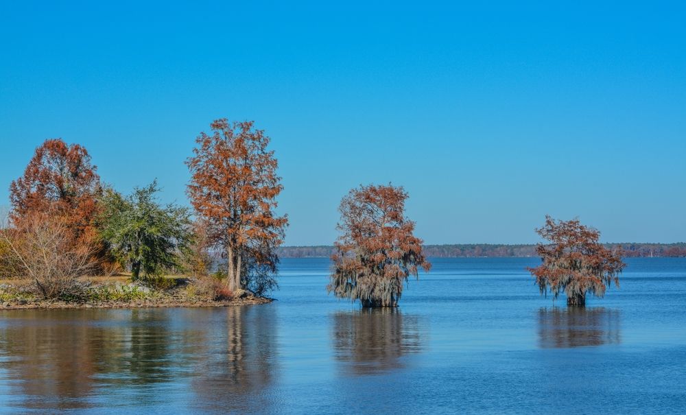 Trees growing on a lake in Santee State Park