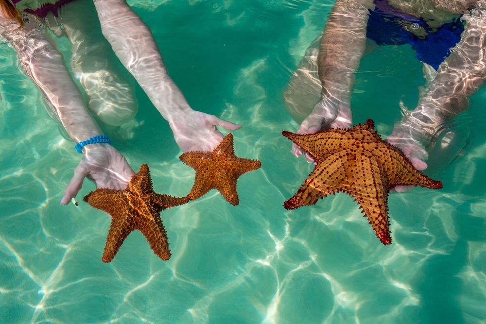 Visitors holding the Star fish at Saona Island
