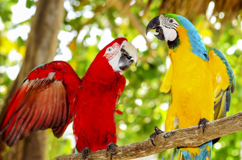 Maccaws at Saona Island