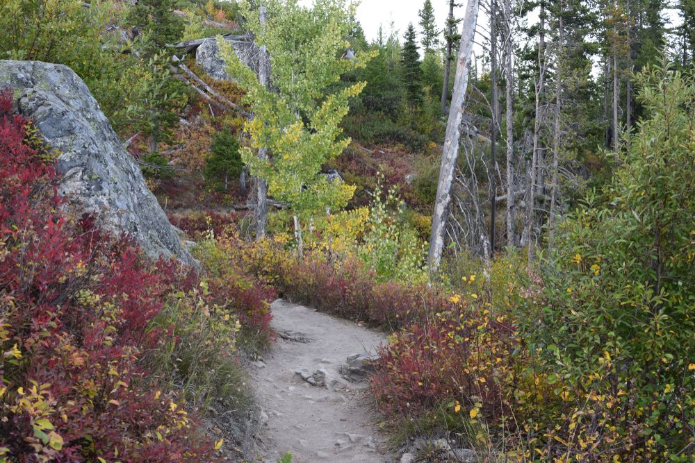 View of the Scenic Park Loop Road