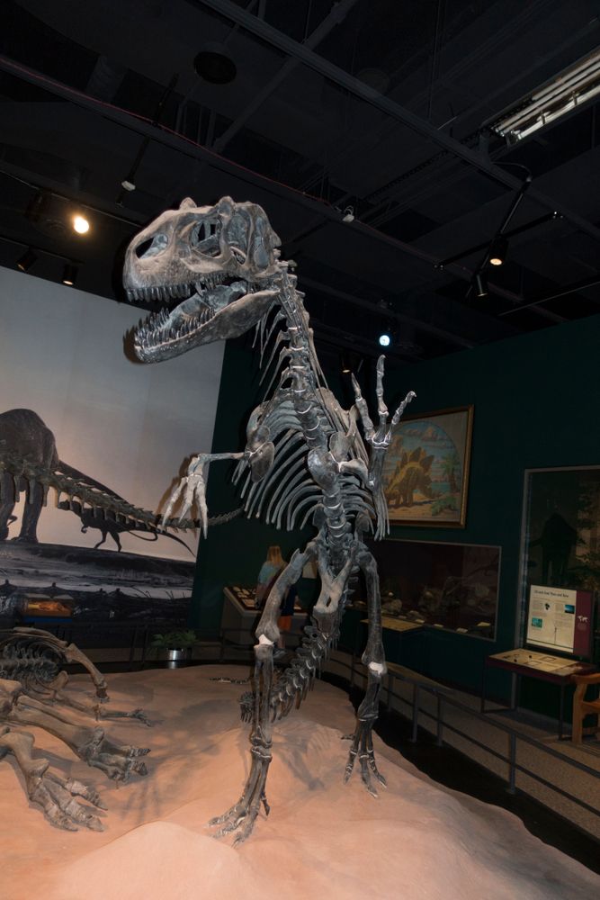 Fossil of the dinosaur at the Science Museum of Minnesota