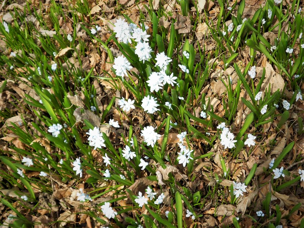 Beautiful white flowers at Scott Arboretum
