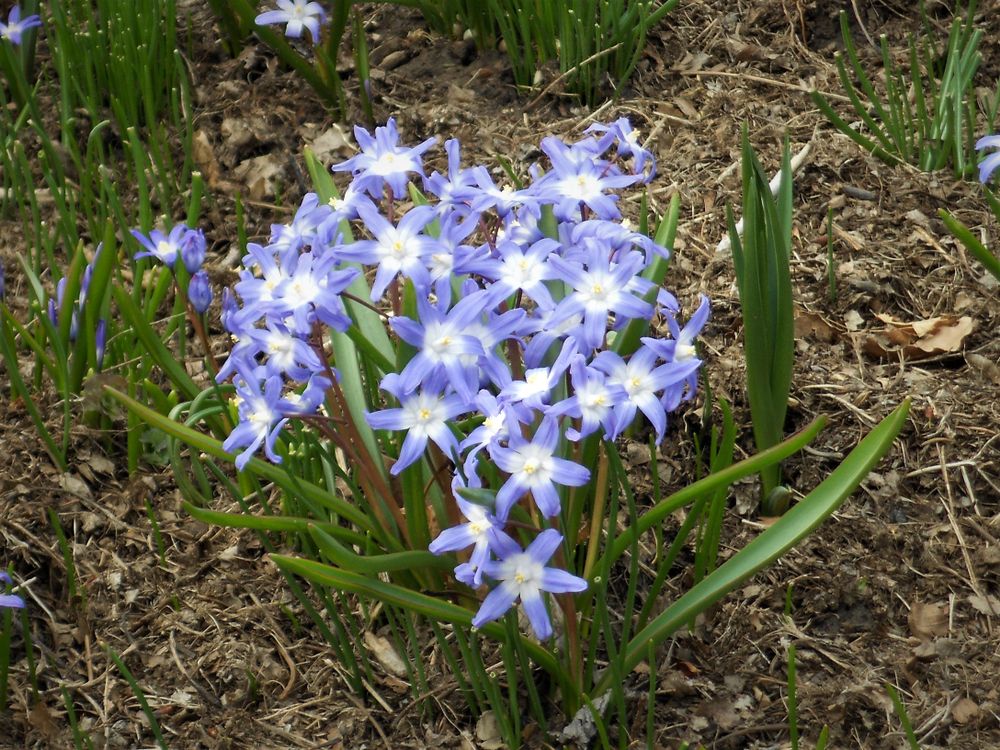 Blue star flowers at Scott Arboretum