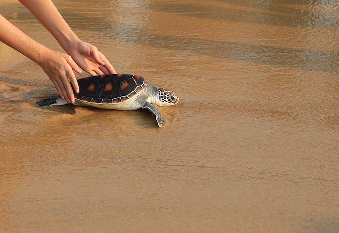 Sea Turtle Conservation