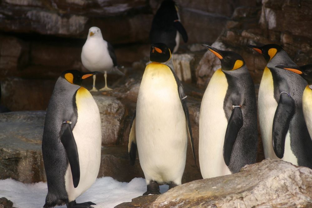 Sea World in San Antonio