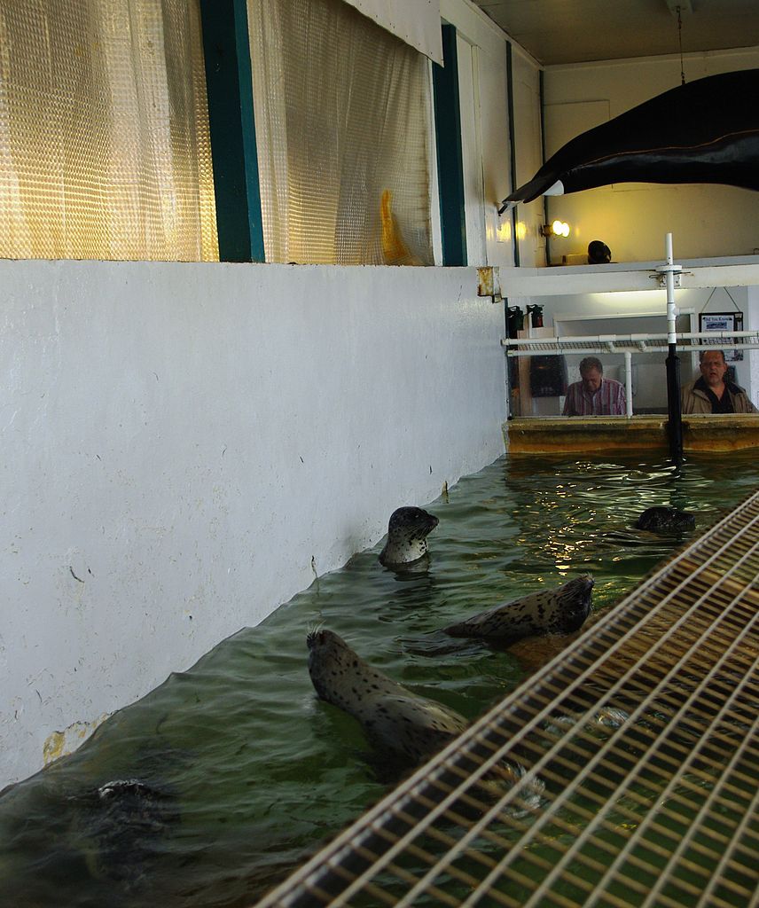 Seals at Seaside Aquarium