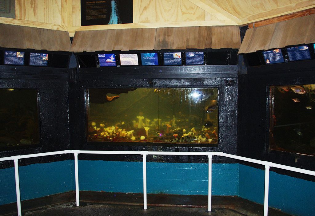 Fish tanks at Seaside Aquarium
