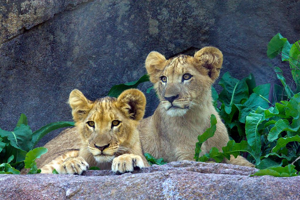 Lion cub at the Seneca Park Zoo