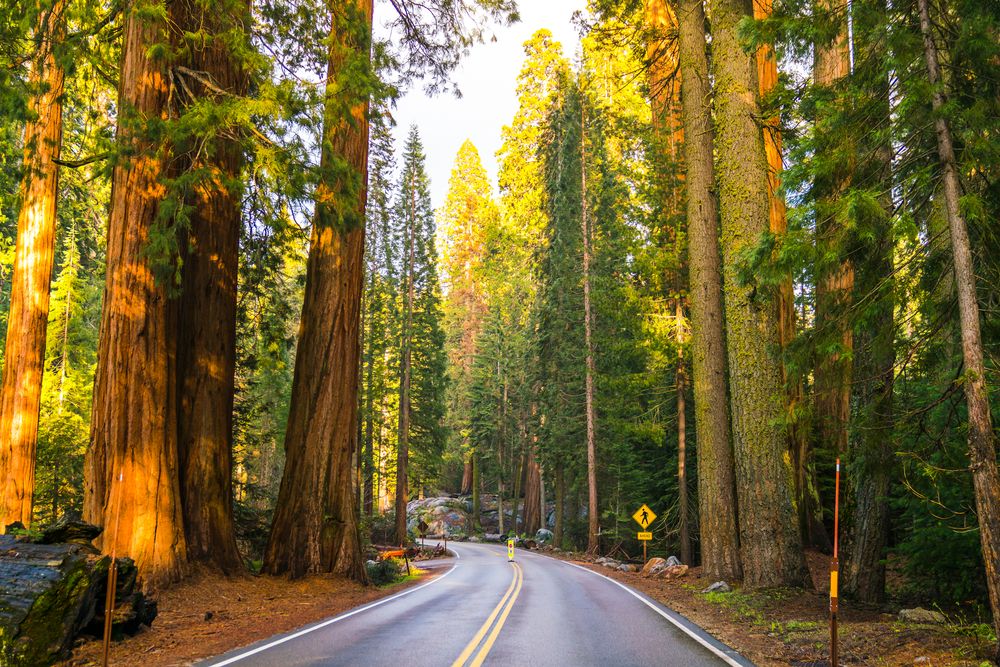Road at Sequoia National Park, California