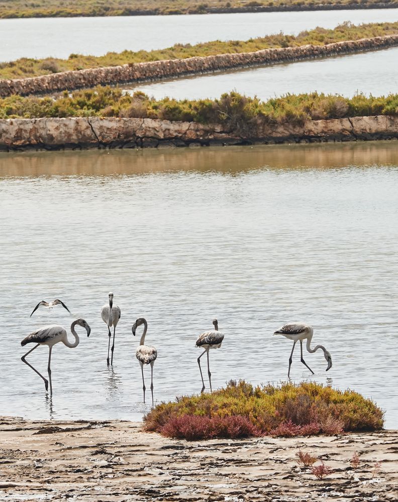 Beautiful Birds at Ses Salines Natural Park