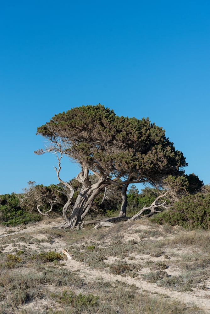 A Bent Tree in Ses Salines Natural Park