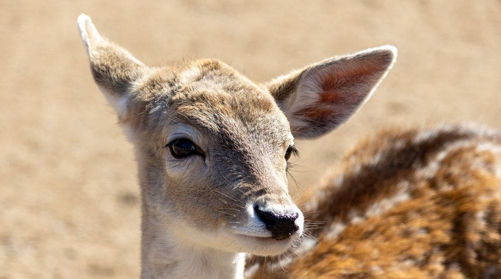A young deer at Sevierville's Zoo